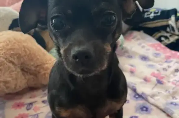 Lost pets Baltimore, photo: Missing: Black & Brown Chihuahua, Baltimore