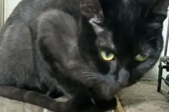 Lost Black Cat: Friendly but Feisty, Tory Estates