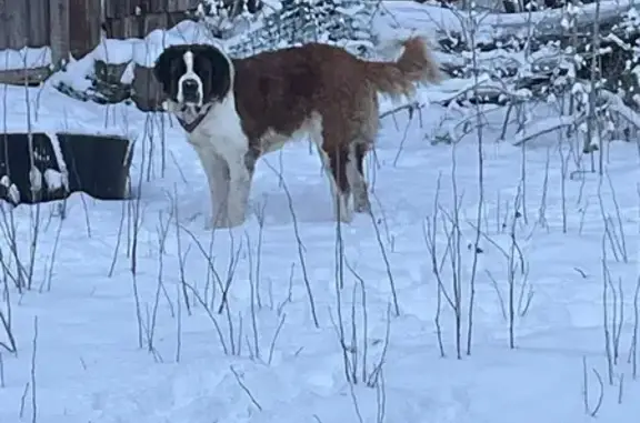 Missing dog Sandy, photo: Missing Dog: Needs Meds! Sandy, UT