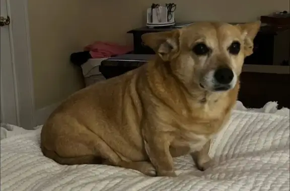 Missing Corgi Mix: Caramel Brown Alert!