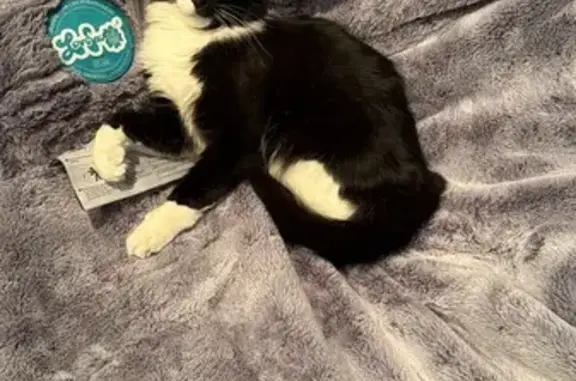 Help Find Chunk: Lost Cat in Beachwood