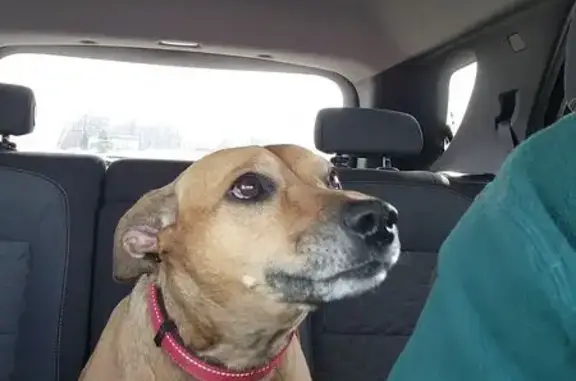 Found dog Taylor, photo: Found Dog: Brown & Black Shepherd Mix