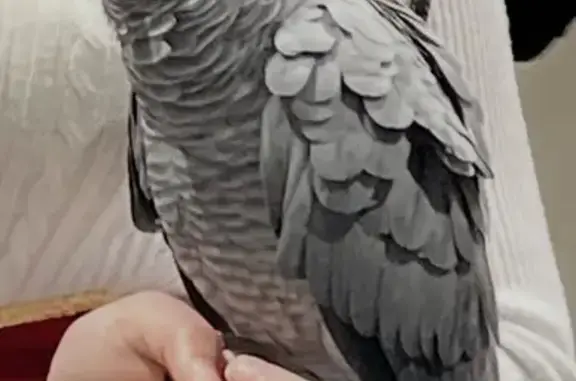 Lost pets Atlanta, photo: Lost Parrot Near Centennial Park