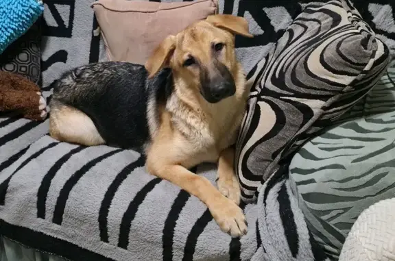 Missing dog , photo: Lost: 5-Month-Old German Shepherd, BABY