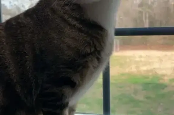 Lost Grey Tabby: White Paws & Face Mark