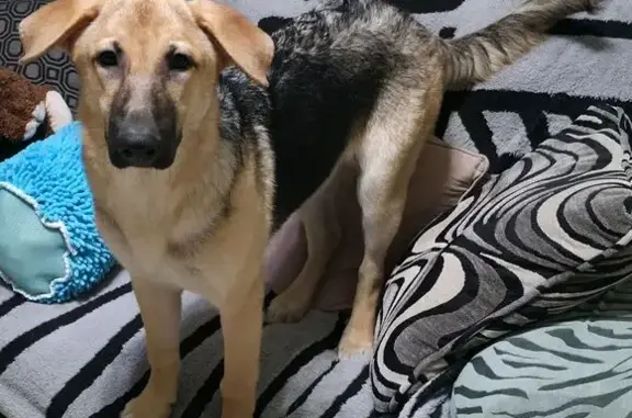Lost 5-Month Black & Tan Shepherd - Miller Ave