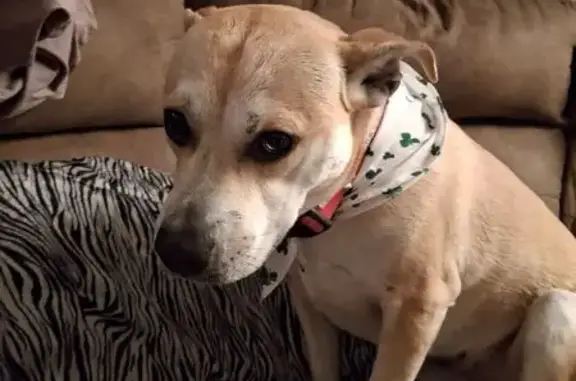 Lost: Sweet Lettie, Vocal Service Dog