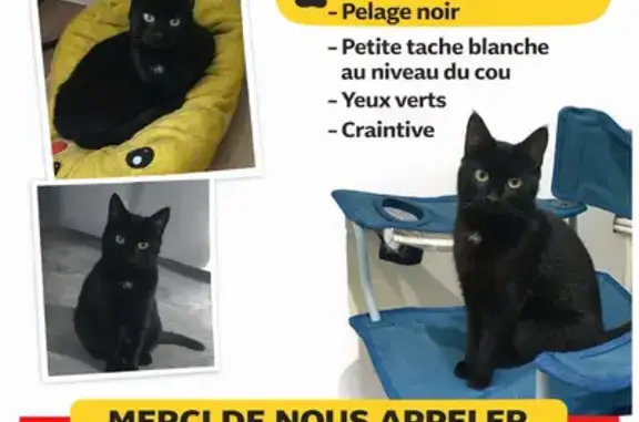Animaux perdus Clermont-Ferrand, photo: Chat noir perdu à Ballainvilliers