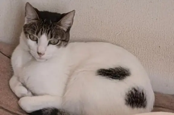 Gata Blanca con Manchas Perdida en Mérida - photo