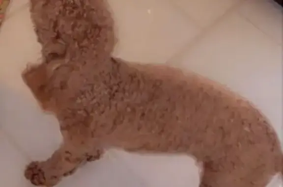 Lost pets Glenn Dale, photo: Lost Small Brown Dog 'Diamond' in Glenn Dale