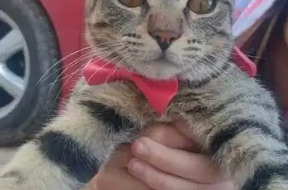 Es un gato gris, es algo flaco, tiene un bultito en la cabeza y es miedoso, al momento de desaparecer no tenía puesto su collar.