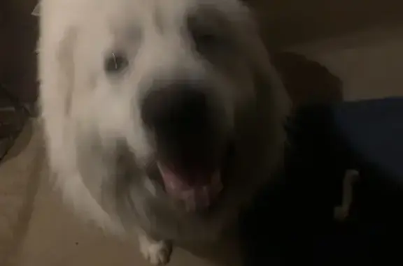 Found pets Canton, photo: Found: Big Fluffy Dog on Spring Hill