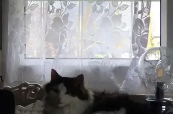 Animaux trouvés Eckbolsheim, photo: Jeune chat 6 mois trouvé à Eckbolsheim