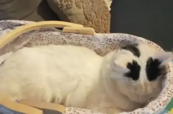 Chat perdu, , photo: Chat disparu à Teloché : poil long, yeux verts