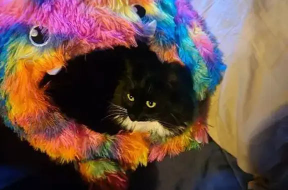 Lost Fluffy Cat: Black & White in Salisbury