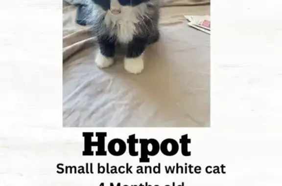 Missing cat Brimbank, photo: Lost Tuxedo Cat: Vincent Ave, Brimbank