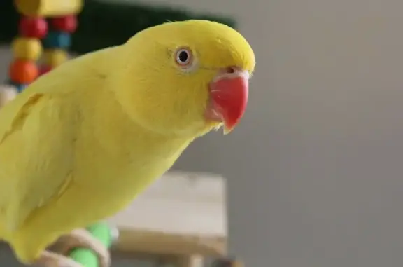 Lost pets , photo: Lost Yellow Ringneck: Friendly & Tame