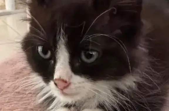 Missing cat , photo: Lost Tuxedo Cat in Brimbank, VIC