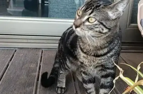 Gato encontrado Madrid, foto: Gato Bengalí Perdido en Madrid: ¡Encuéntralo!