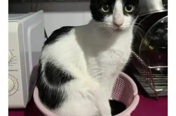 Gata Perdida en Sevilla: Ayúdanos a Encontrarla