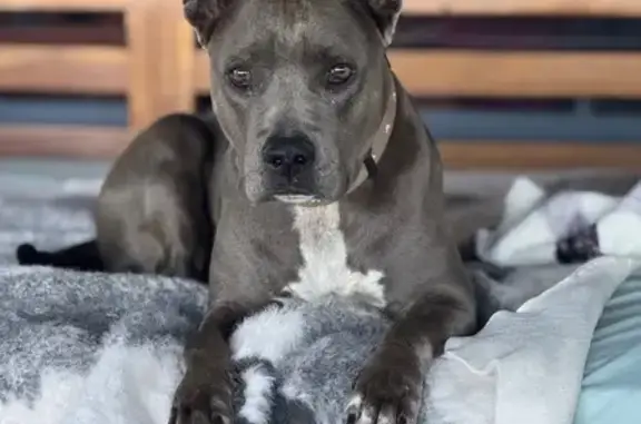Lost Blue Staffy: Smokey in Gwydir