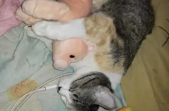 Es color blanco, con manchas negras y naranjas atigrada, ojos verdes, tiene una mancha en forma de corazón en el lomo lado izquierdo color naranja.