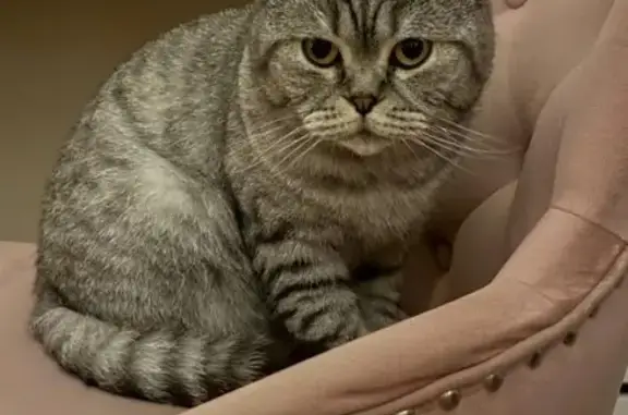 Lost Scottish Fold Cat in Farmingdale