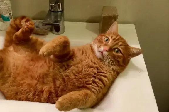 Chat tigré roux disparu, très sociable - photo