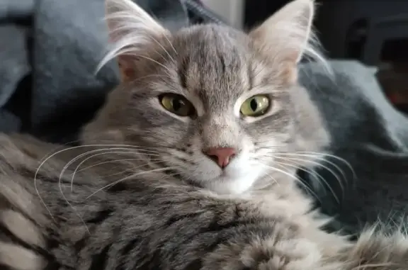 Animaux perdus Étaules, photo: Chatte perdue : Clochette, bleu tabby