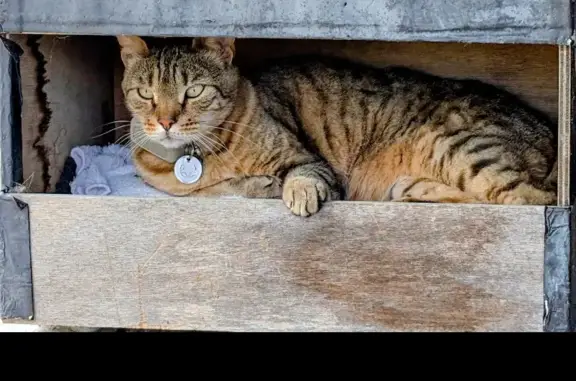 Chat perdu, , photo: Chat européen tigré disparu en Normandie