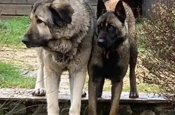 Animaux perdus , photo: Chien et Malinois Utah perdus à Crest