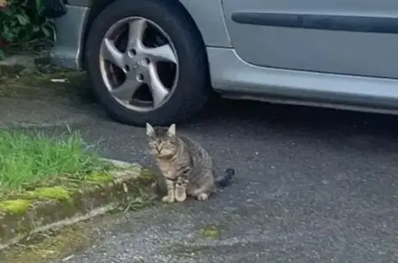 Animaux trouvés Saint-Chamond, photo: Jeune chat tigré trouvé à Saint-Chamond