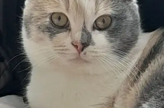 Зникла кішка з сірими плямами на носі - photo