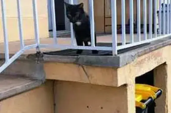 Animaux perdus Feurs, photo: Chat 6 mois disparu à Feurs, rue Voltaire