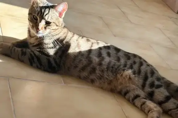 Chat perdu, , photo: Chat européen tigré perdu à Bunzac