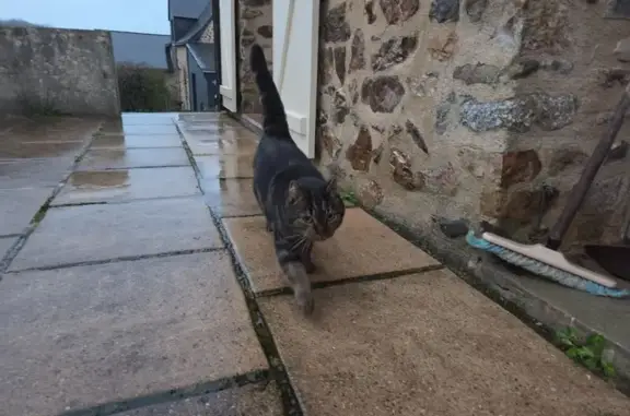 Animaux trouvés Saint-Jean-sur-Mayenne, photo: Chat câlin trouvé, rue de la Mairie