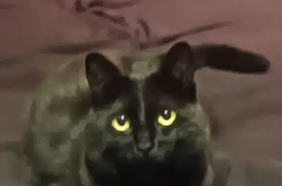 Chat perdu, , photo: Chatte noire perdue à Rezé, très craintive
