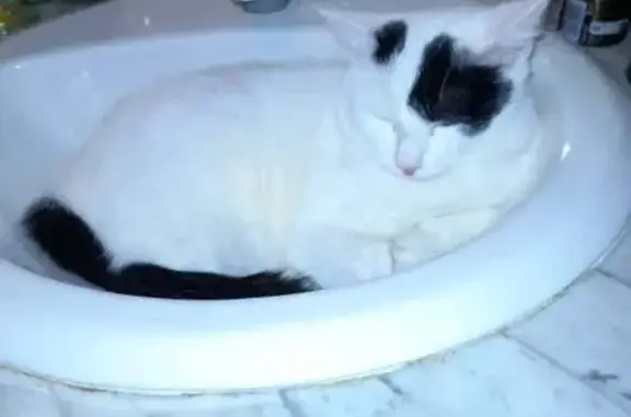 Chat perdu à Ruffec, Av. Célestin Sieur - photo