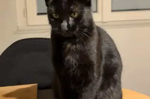 Chatte noire Lilo perdue à Orléans - photo