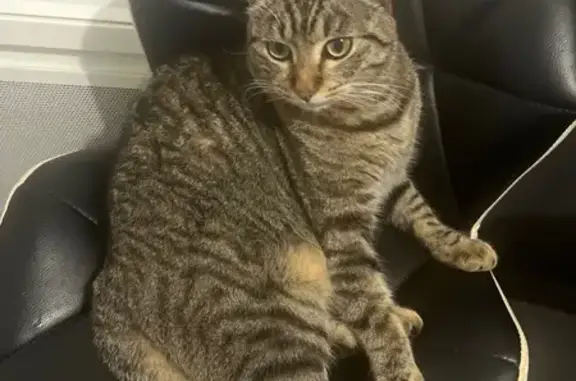 Chat tigré perdu près du stade Perpignan - photo
