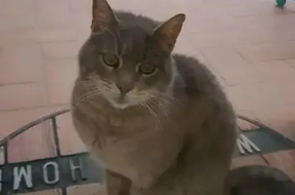 Animaux trouvés Gaillac, photo: Chat gris sociable trouvé Rue du Printemps