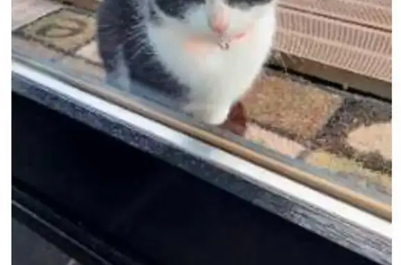 Chat perdu, Marchiennes, photo: Chat perdu, cicatrice ventre, Marchiennes