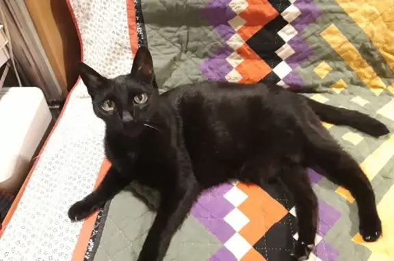 Chatte sociable disparue à Bordeaux - photo
