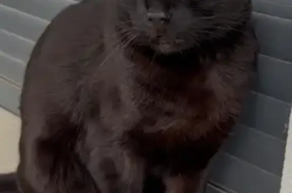 ¡Ayuda! Gato Negro Perdido en Cullera