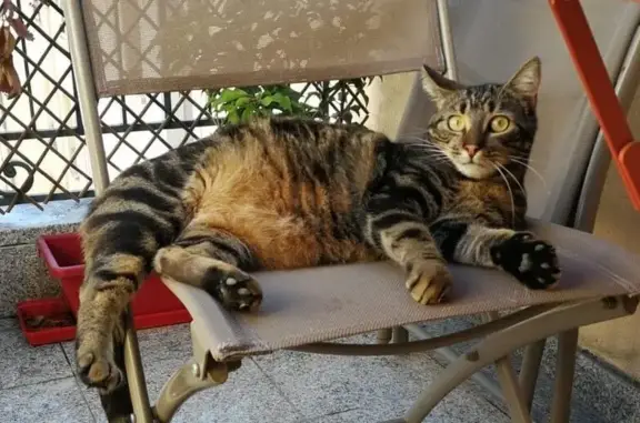 Animaux perdus Conflans-Sainte-Honorine, photo: Chat tabby perdu à Conflans-Sainte-Honorine