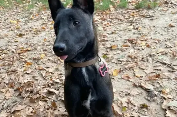 Chien Malinoise disparue au Havre - photo