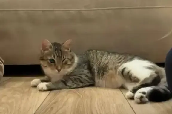 Шукаю ротного улюбленця! Позивний "Кефірчик" На шиї був ошийник з двзоником та блисківками. Ліве око зажмурене постійно. 26.02.2026 приблизно о 23:00 вибіг на вулицю. Локація - Лісний масив. Адреса: Мілютенко 14 + навколо. Прохання допомогти знайки котика. Був привезений до Києва на операцію на лівому оці. Нажаль, так трапилось, під час вимкнення світла вибіг з квартири побратима. Допоможіть знайти! Винагороду обіцяємо! Телефон для зв'язку 096 596 69 20 / або в особисті тут