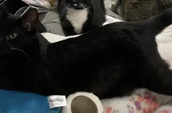 Lost Cat: Boogie with Half Tail & Green Eyes