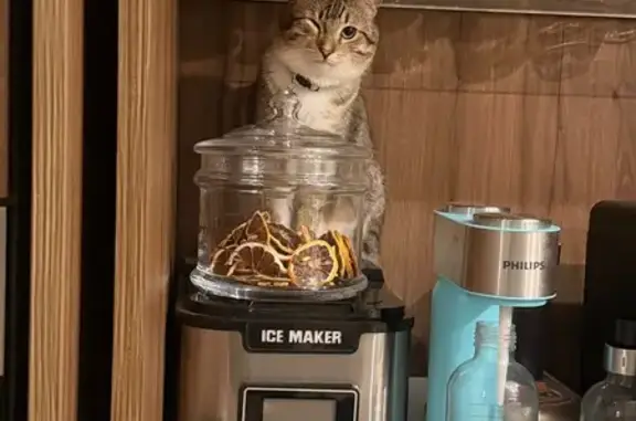 Зникла кішка з голубим ошийником в Києві