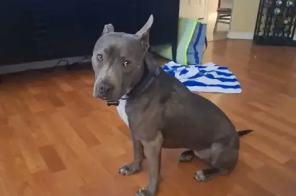 Lost pets , photo: Lost Dog: Gray with White Chest, Pink Collar